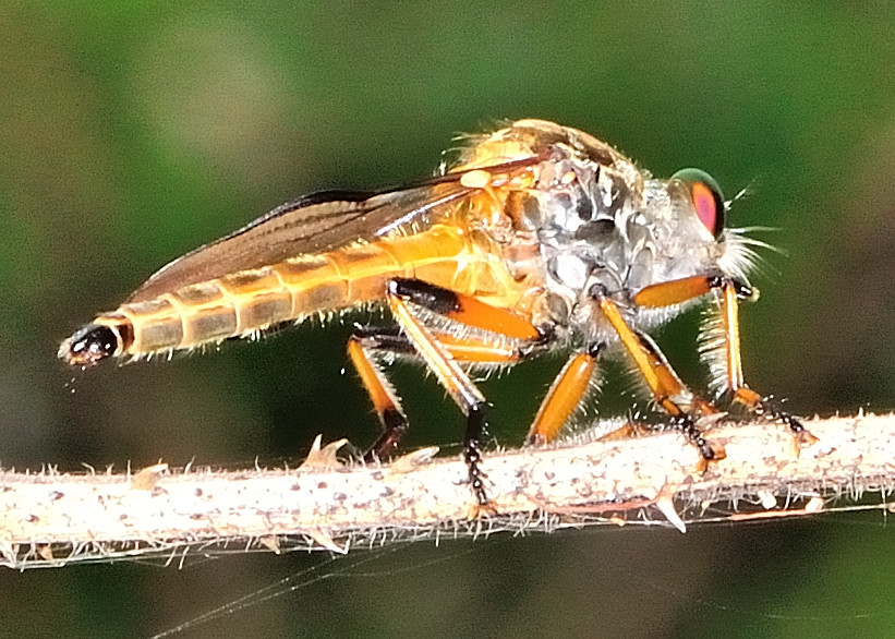 Golden Feathery Antennae Robber Fly - Ommatius sp.