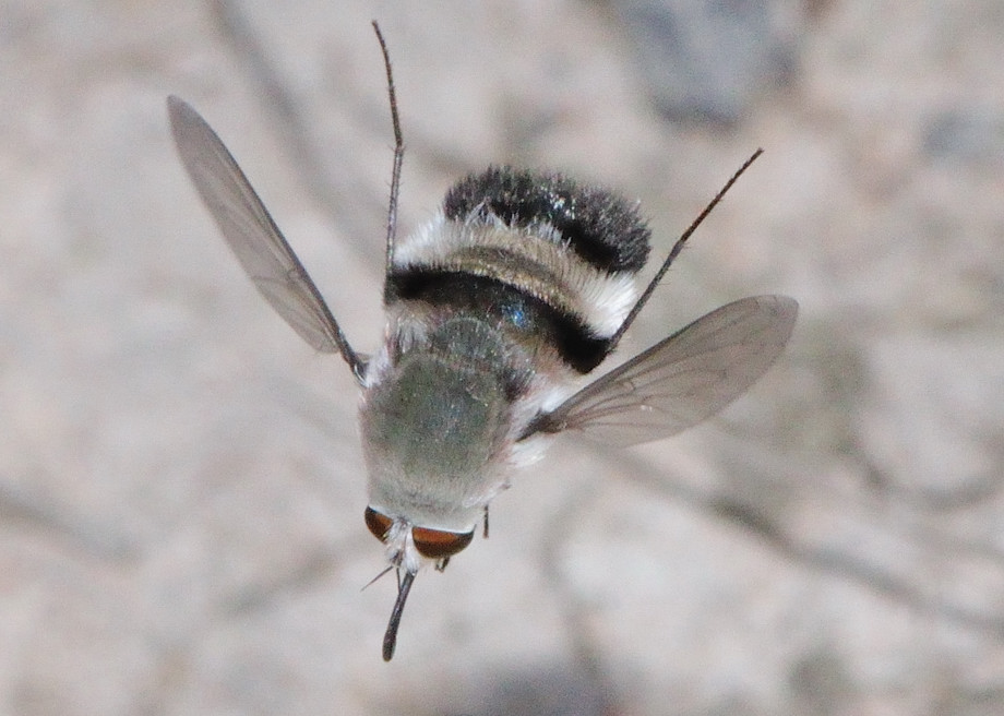 Bee fly. Black-tailed Bee Fly.