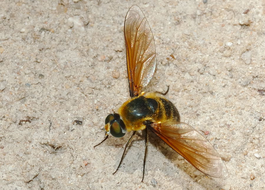 Clear-wing Brown Bee Fly - Comptosia praeargentata