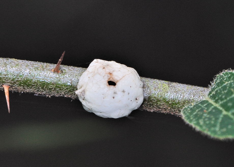 White Wax Scale - Ceroplastes destructor