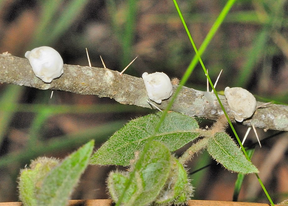 White Wax Scale