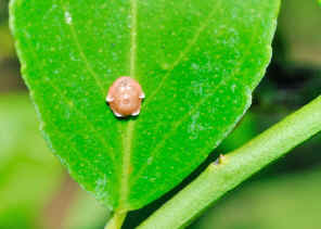 Scale Insects, Soft Scales, Wax Scales - Family Coccidae