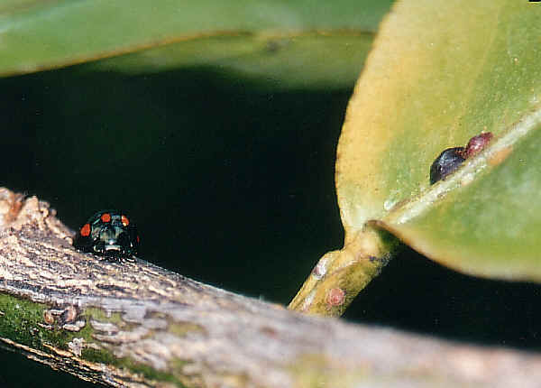 https://www.brisbaneinsects.com/brisbane_softbugs/images/wpe2.jpg