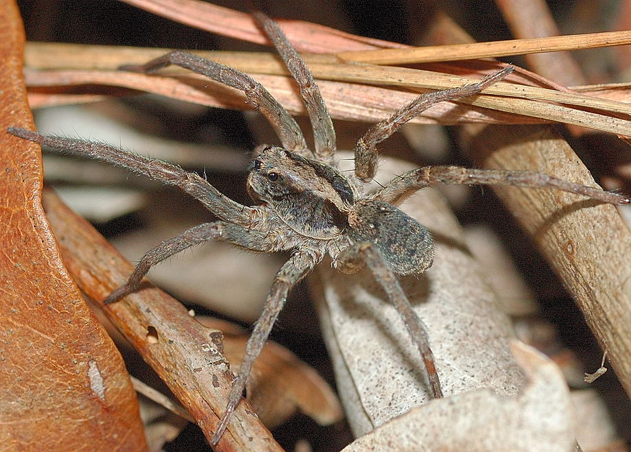 Brisbane Wolf Spider Venatrix Brisbanae Or Venatrix Ornatula