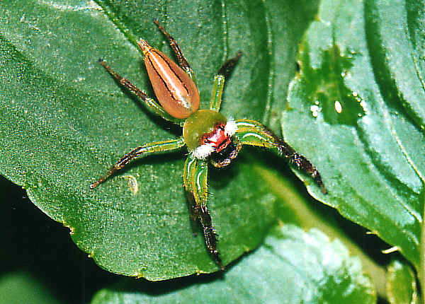 Bug Bytes: Jumping Spiders