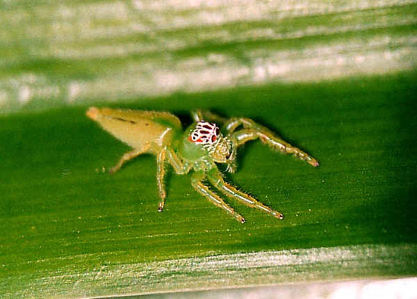 Green Jumping Spider: The Mopsus Mormon Care Guide!