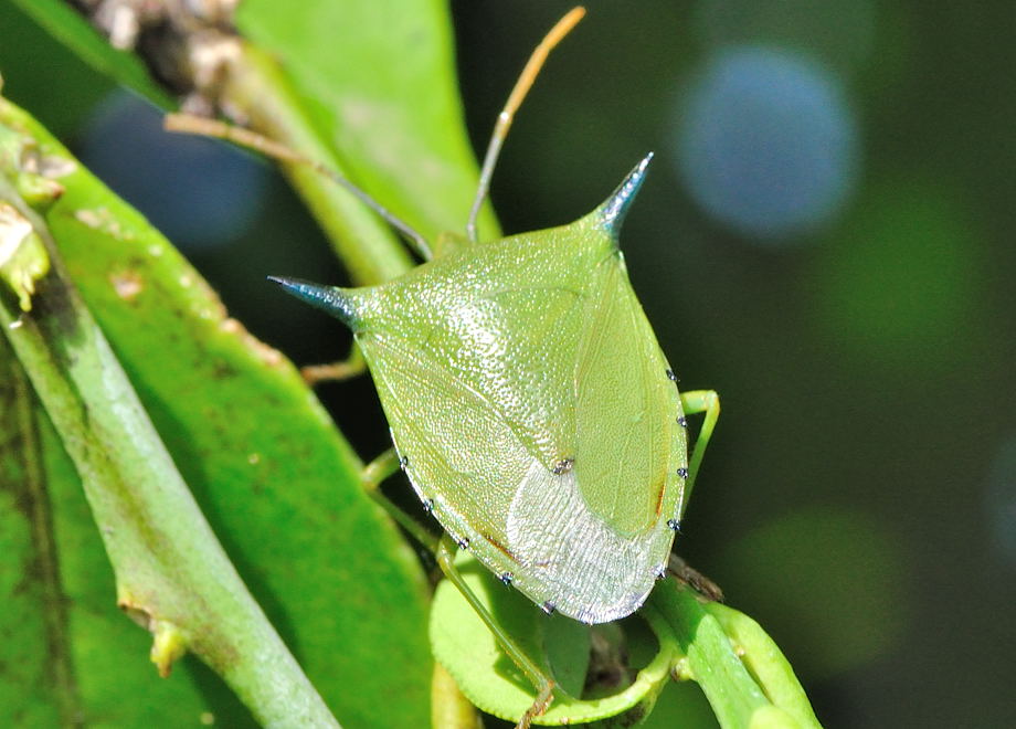 Spined Citrus Bug - Biprorulus bibax