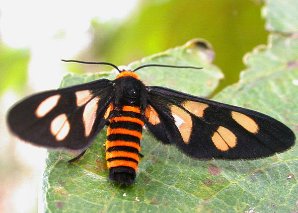 Common Wasp Moth - Eressa angustipenna