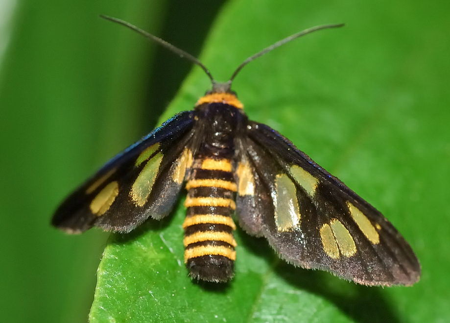 Orange And Black Moth, Photo 1448-16: Orange and black butterfly in Lick Creek ..., Check spelling or type a new query.