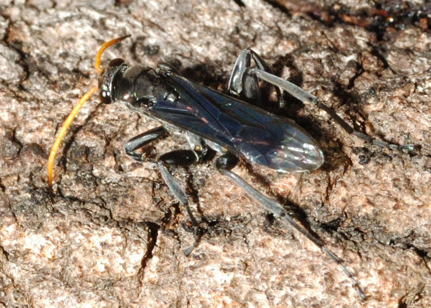 Yellow Antenna Black Spider Wasp 2 - ? Fabriogenia sp.