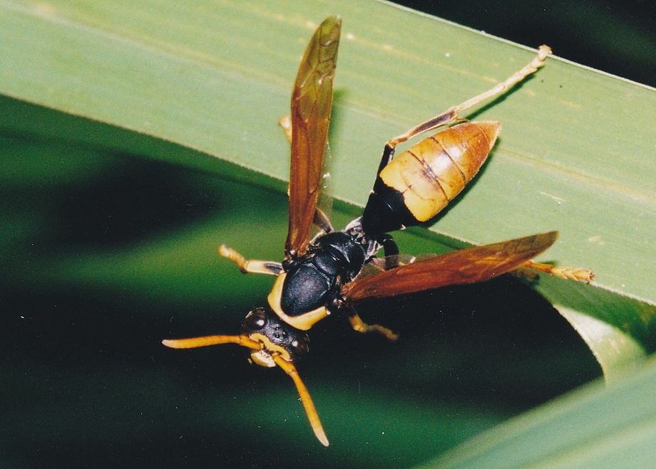 Black and Yellow Large Paper Wasp - Polistes tepidus