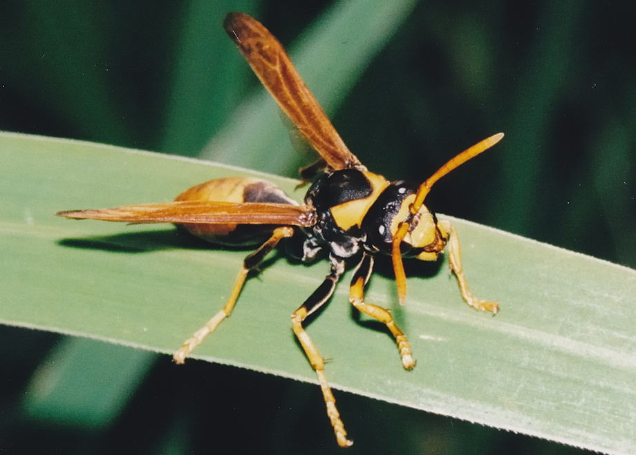 Black and Yellow Large Paper Wasp - Polistes tepidus