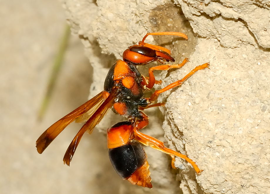 Mud Wasp – Ausemade