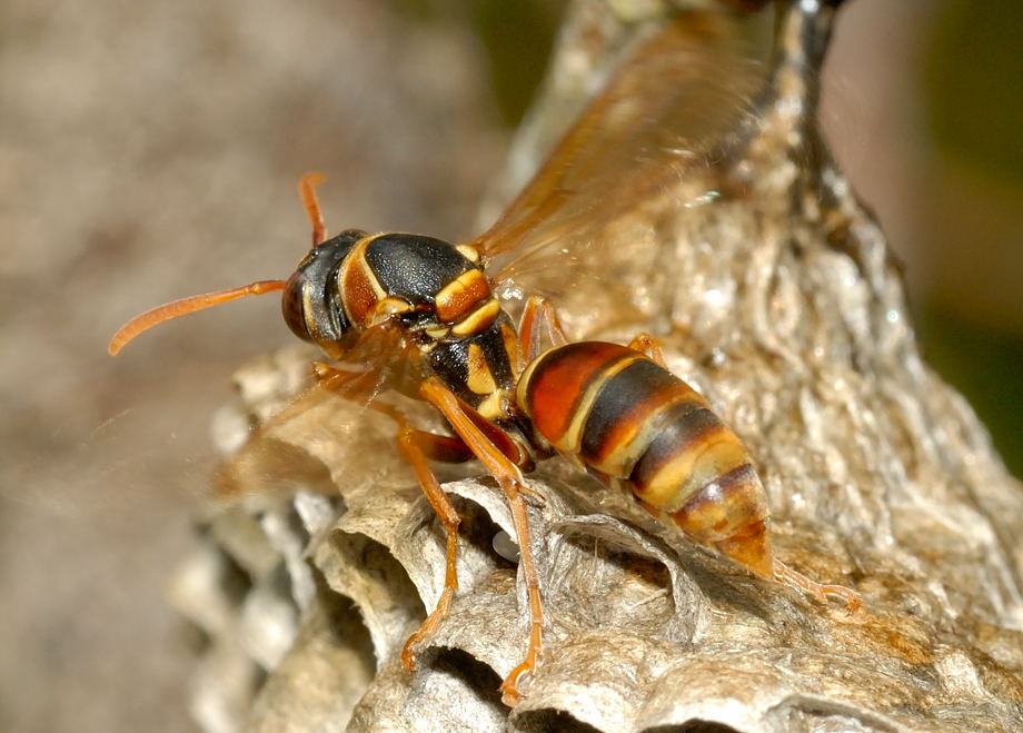 a paper wasp