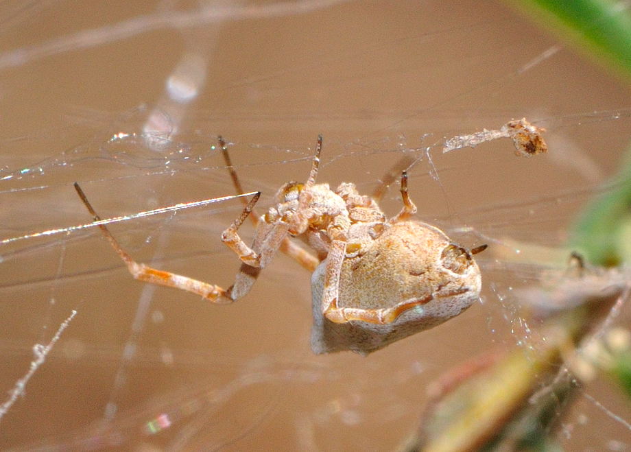 White Uloborid spider