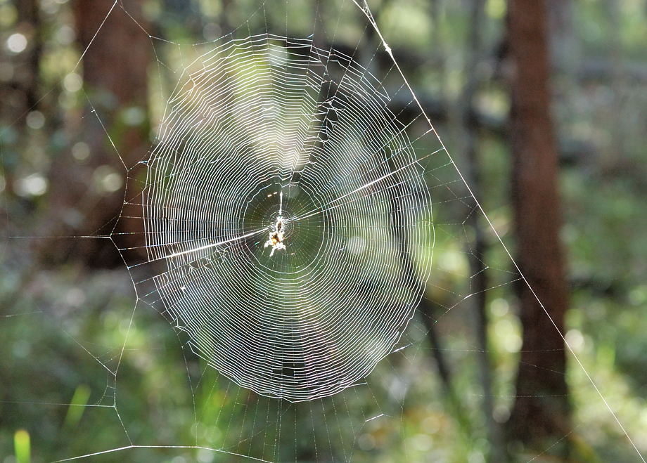 The secondary frame in spider orb webs: the detail that makes the