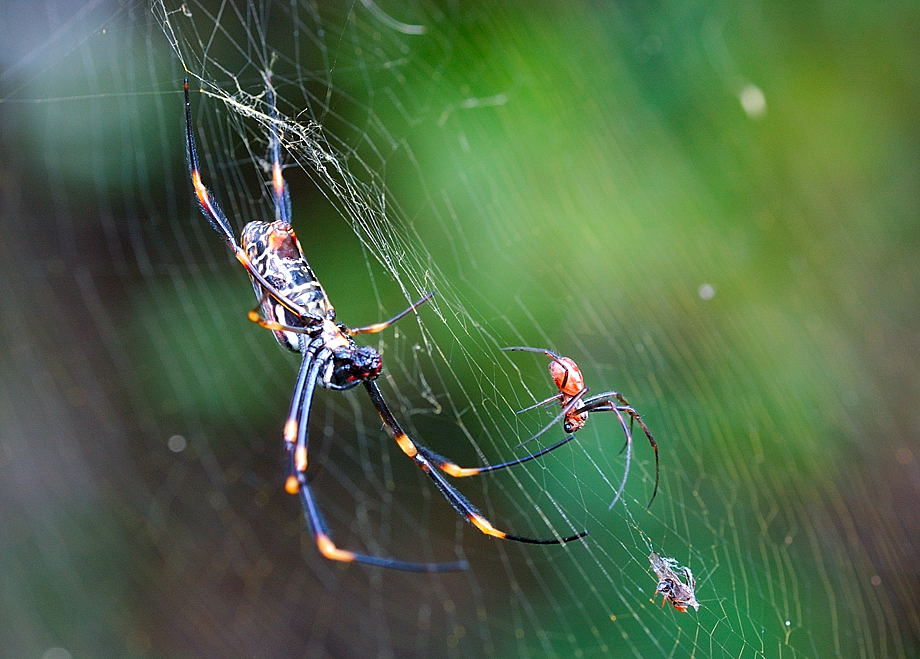 Black-legged Golden Silk Orb-web spider