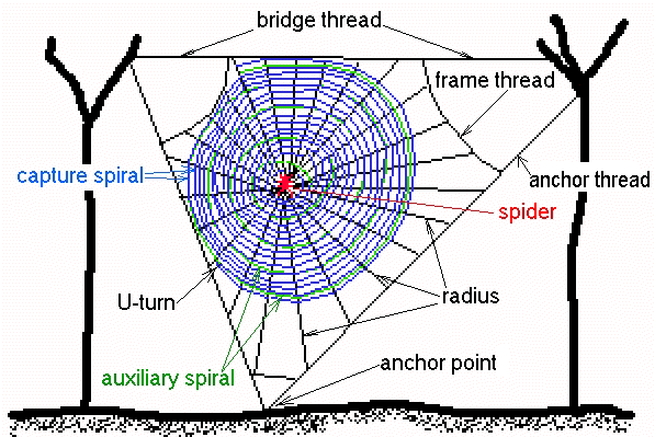 Why Spiders Put Designs in Their Webs