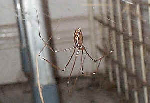 Daddy-long-legs Spider - The Australian Museum