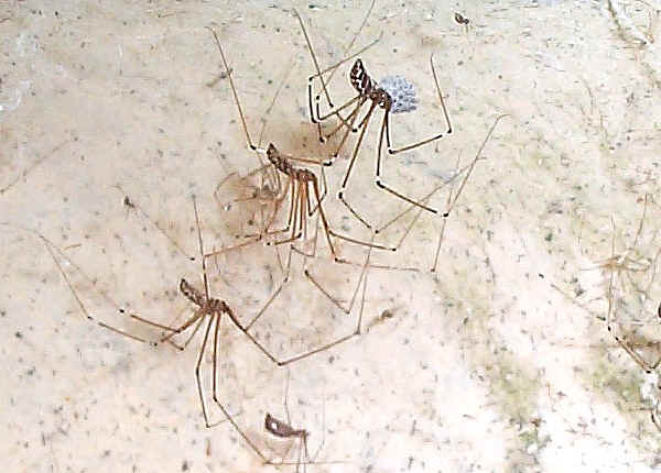 FAMILY PHOLCIDAE - Daddy long-leg Spiders