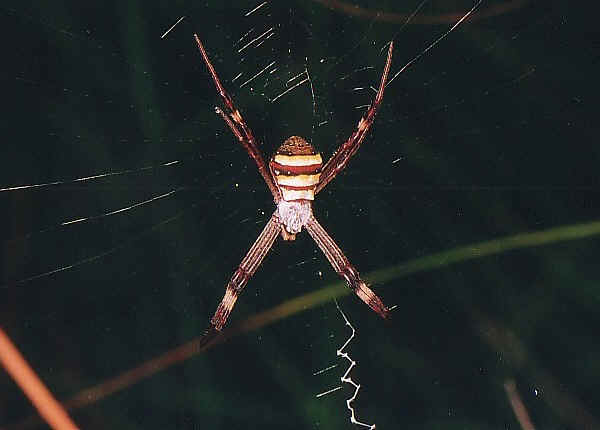 Web of intrigue as giant spider legs it to Australia, The Courier