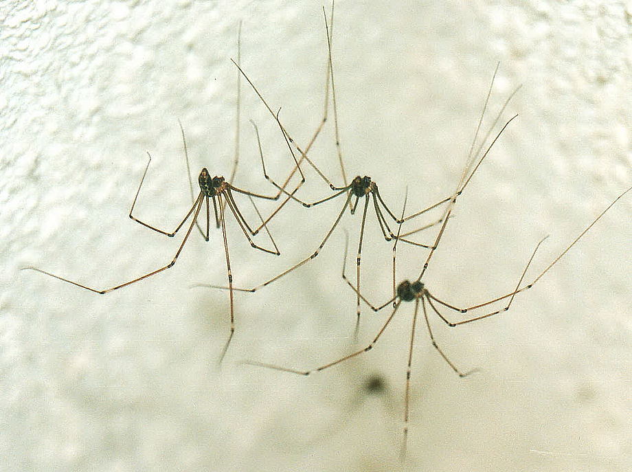 Daddy Longlegs: Two Eyes, Eight Legs, And No Webs