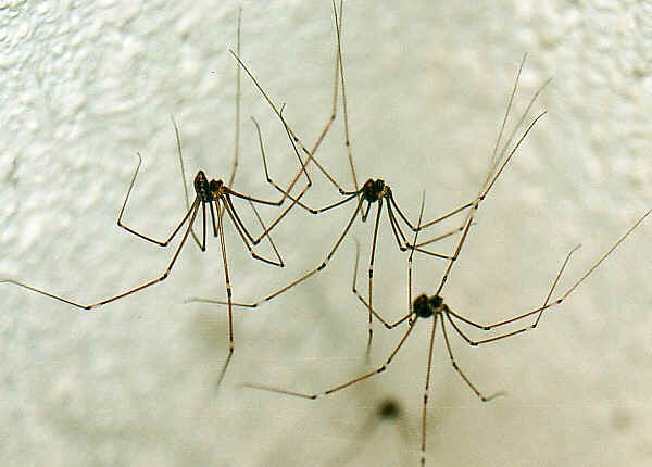 FAMILY PHOLCIDAE - Daddy long-leg Spiders